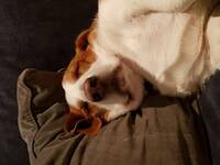 Drever/Petit Basset Lyra