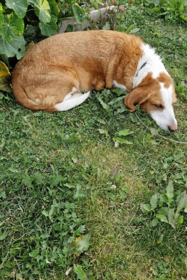 Hund - Drever/Petit Basset Lyra