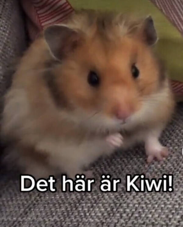 vrigt - Hamster (Kiwi)