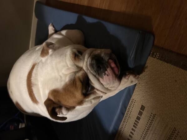 Hund - Engelsk bulldog Hund - Engelsk bulldog