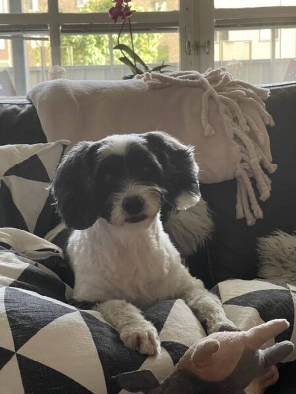 Hund - Cockerpoon Cindie