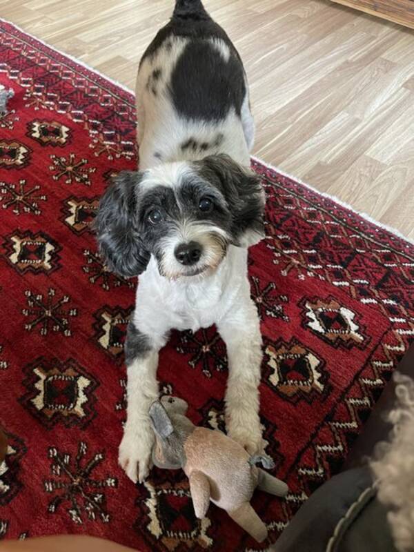 Hund - Cockerpoon Cindie