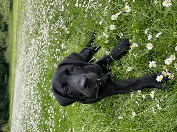 Hund - Wilson Hund - Wilson