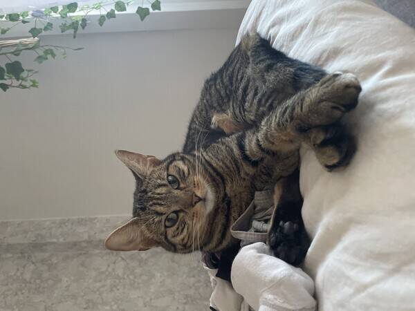 Katt - Bamse