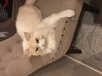 Katt