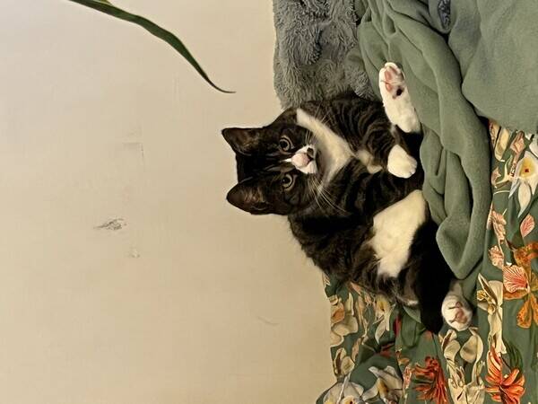 Katt - Katten Tashi
