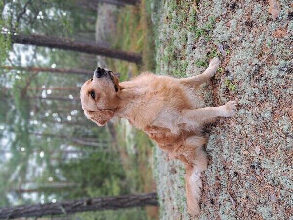 Hund - Golden Retriever 