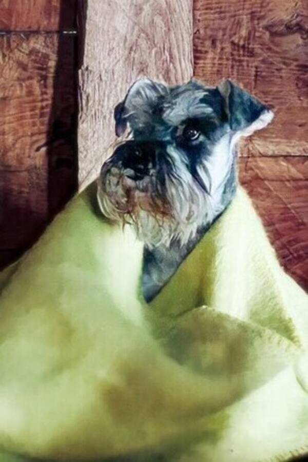 Hund - Dvrgschnauzer Saly