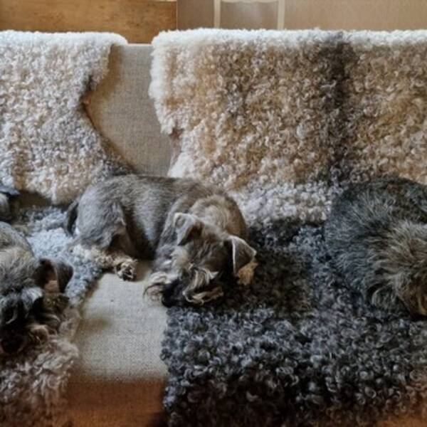 Hund - Dvrgschnauzer Gullan