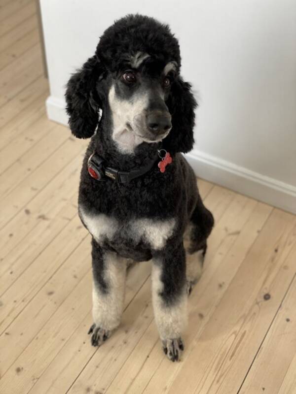 Hund - Storpuddel