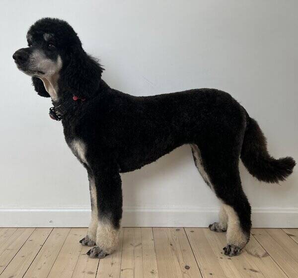 Hund - Storpuddel