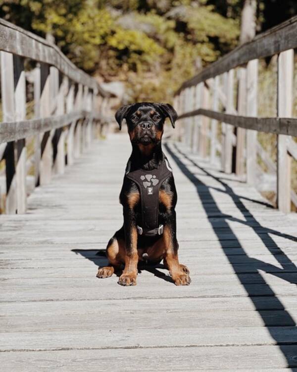 Hund - Rottweiler 