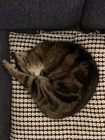 Katt
