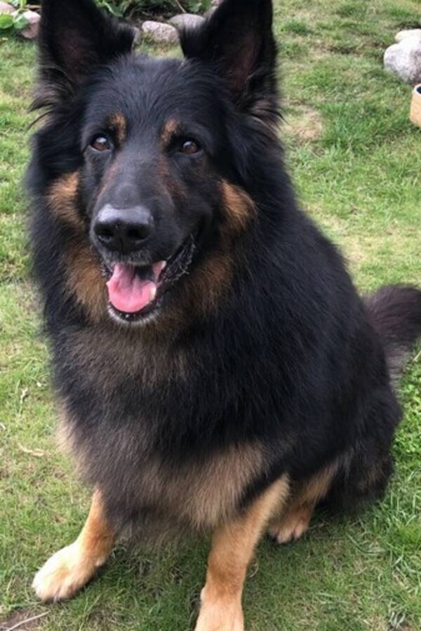 Hund - Hunden Arrax