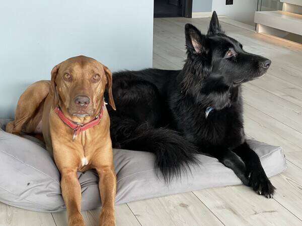 Hund - Rhodesian ridgeback og svart schferhund