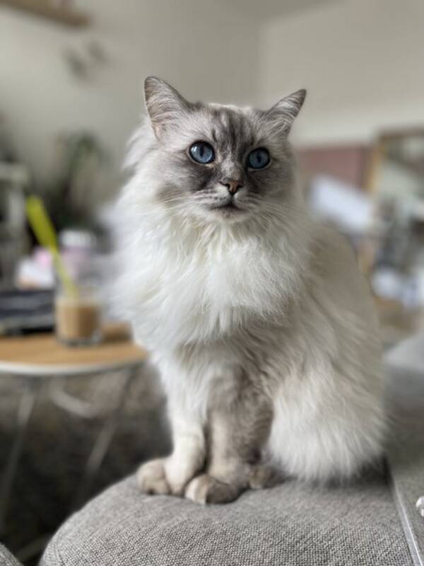 Katt - Nousha 