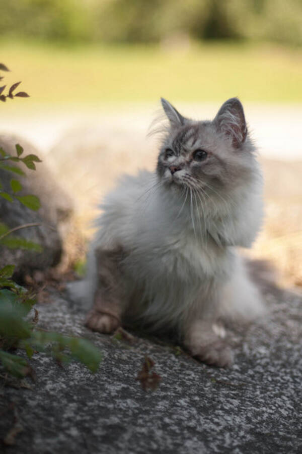 Katt - Saffran 