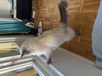 Katt
