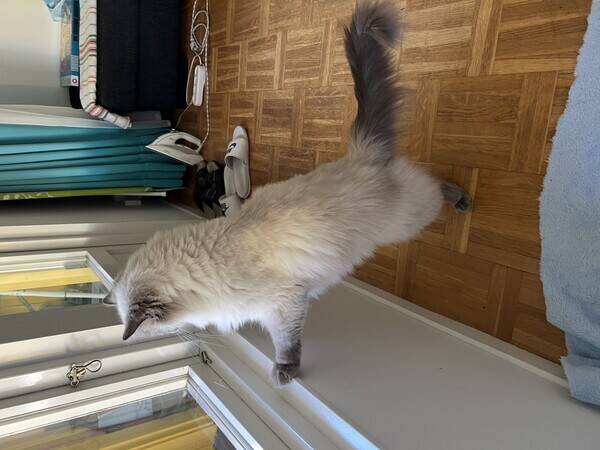 Katt