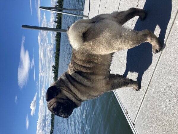 Hund - Mopsen Korven
