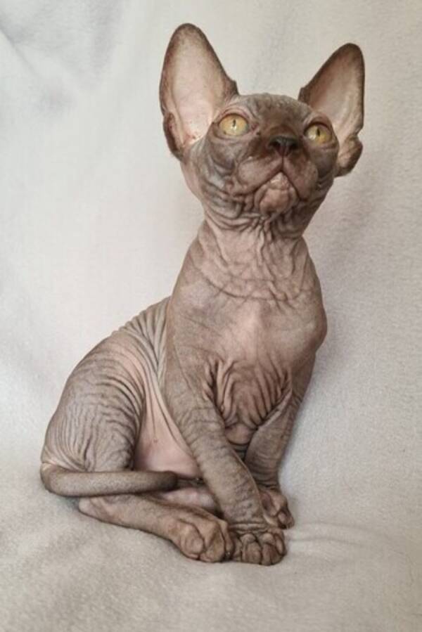 Katt - Sphynx katt mrk