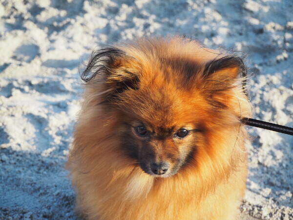 Hund - Pappilon og pomeranian Felix