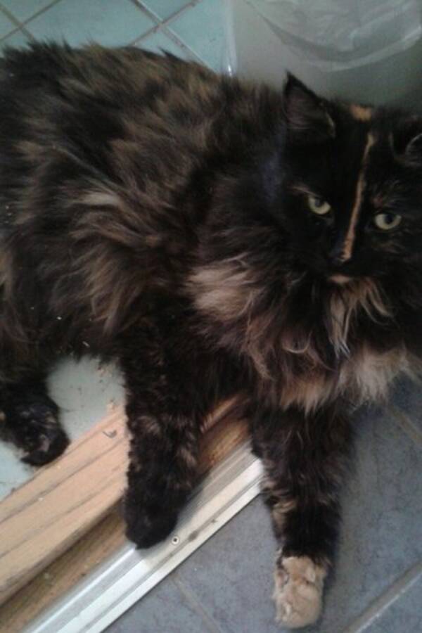 Katt Katt