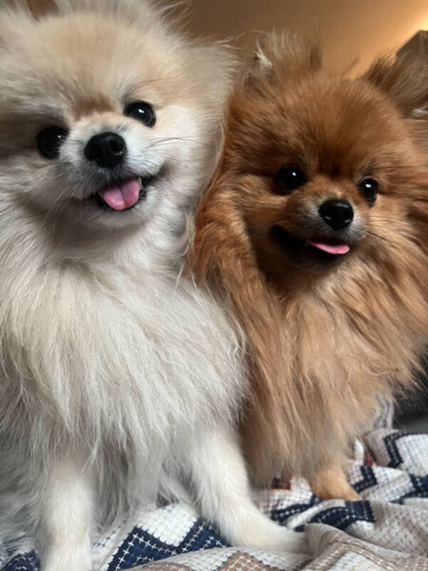 Hund - Pomeranian Bambi og Bianca