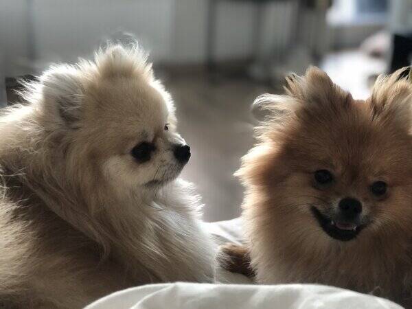 Hund - Pomeranian Bambi og Bianca