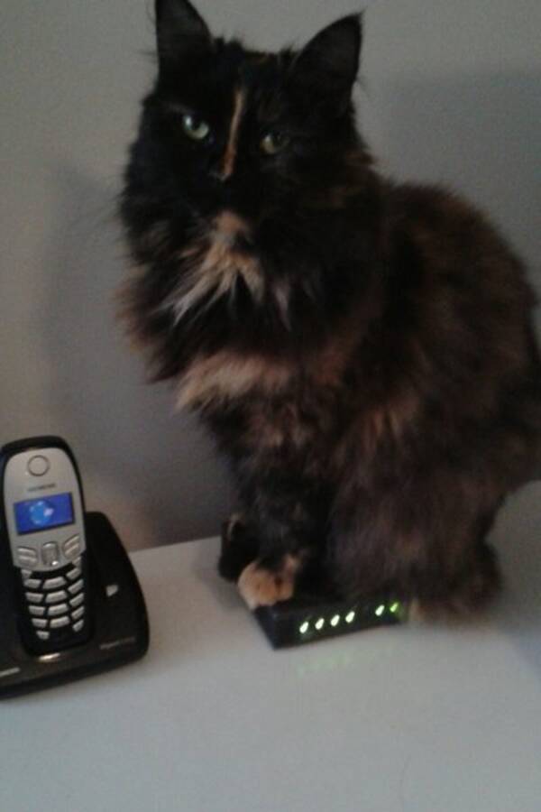 Katt Katt