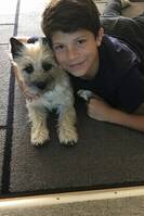Cairn terrier pige Tessa Cairn terrier pige Tessa