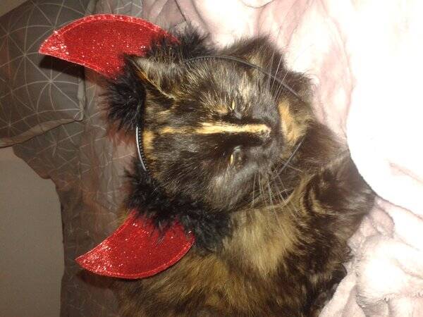 Katt Katt