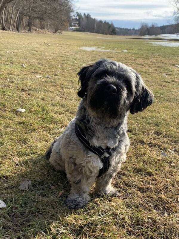 Hund - Underbara Rozzo 