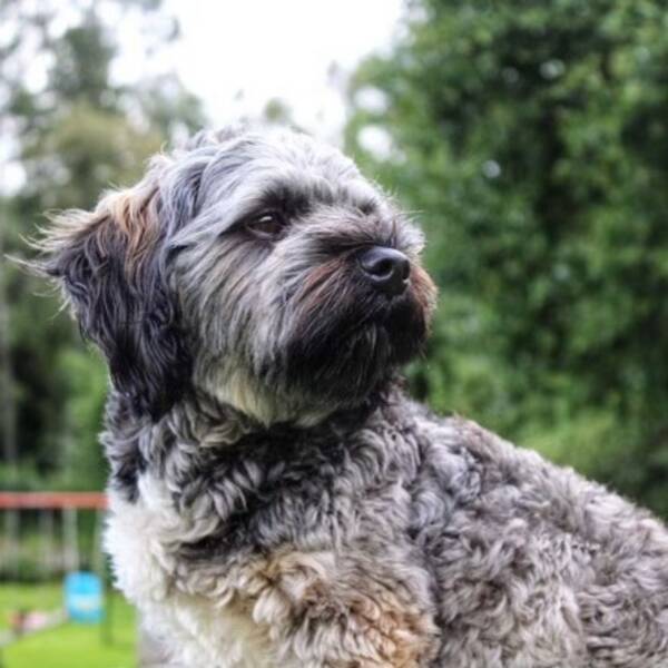 Hund - Underbara Rozzo 