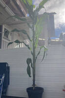 Majsplanta Majsplanta