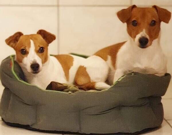 Hund - Tyra och Bettan, Jack Russell  terrier.