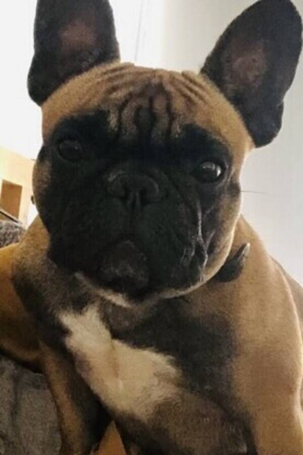 Hund - Frallan Zoey