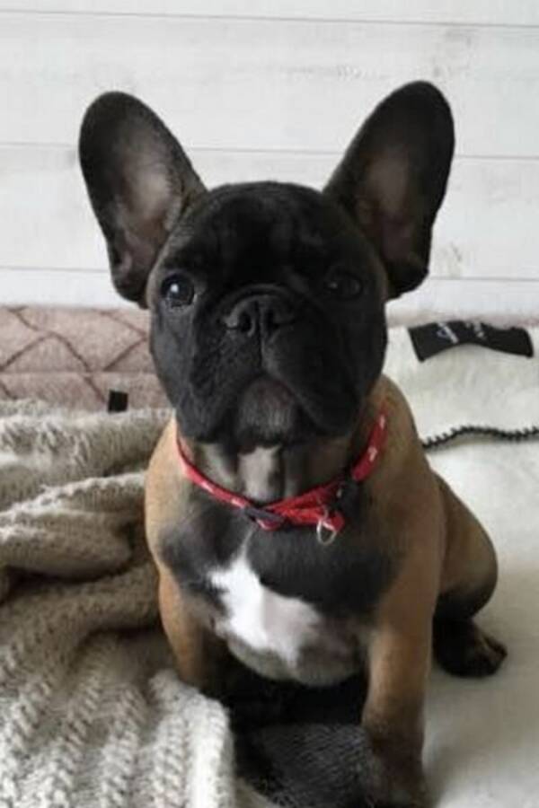 Hund - Frallan Zoey