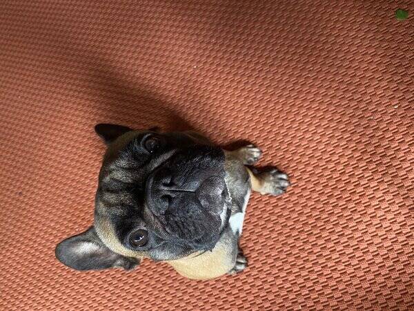 Hund - Frallan Zoey