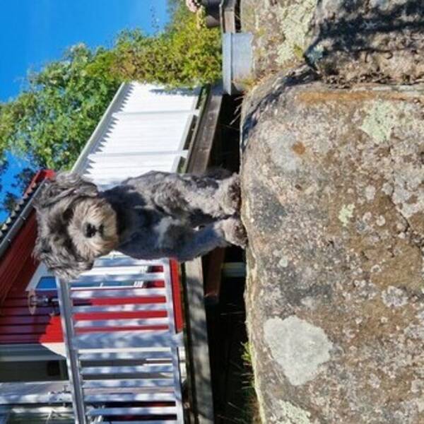Hund - Teddi