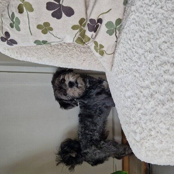 Hund - Teddi