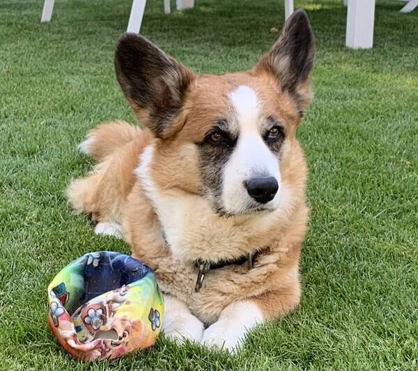 Hund - Welsh Corgi- Albert