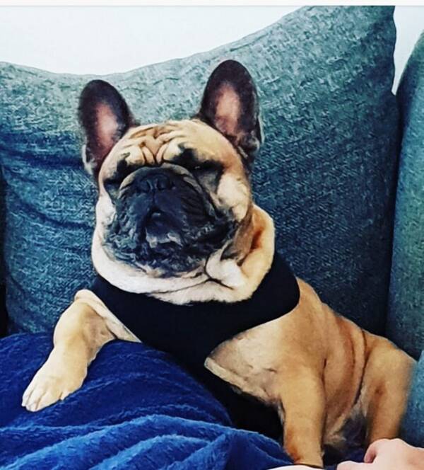 Hund - Franska bulldogen Watson 