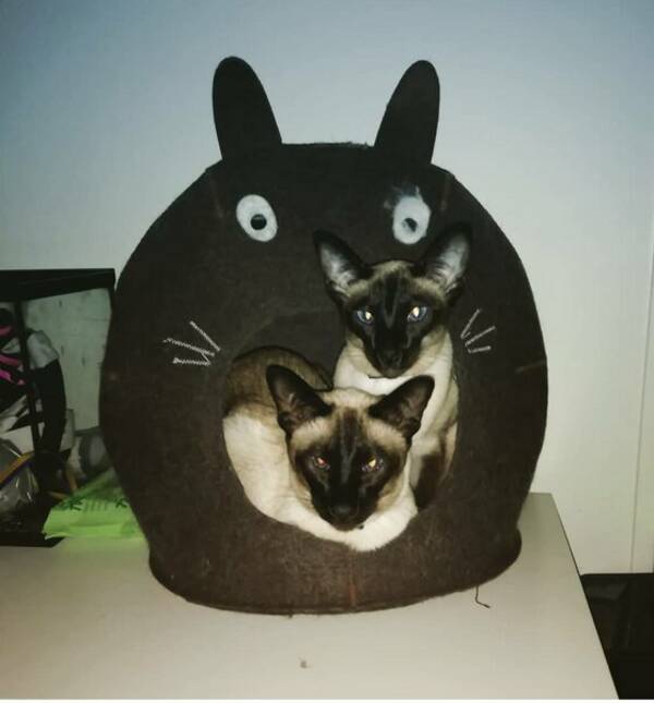Hund - Franska bulldogen Watson 