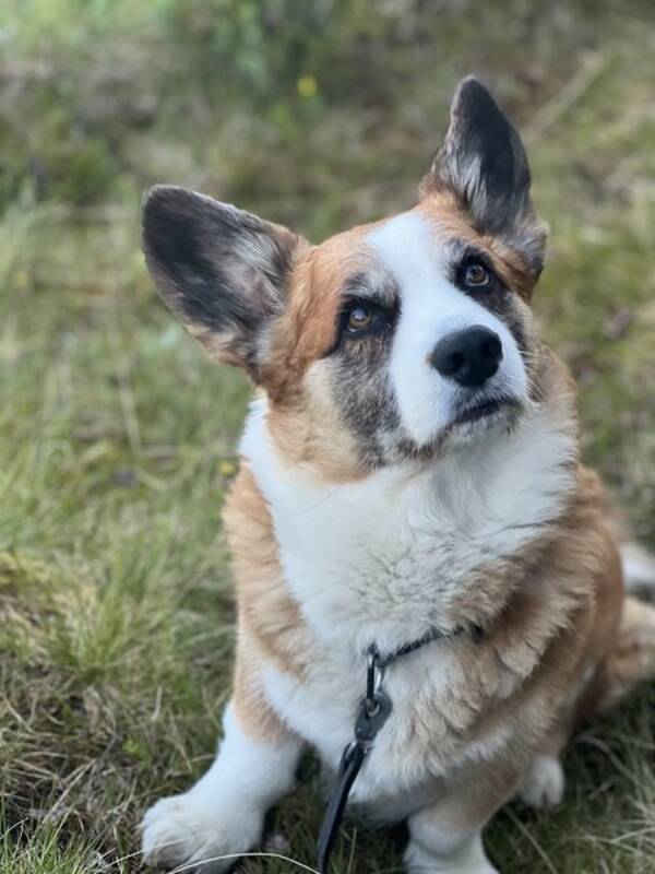 Hund - Welsh Corgi- Albert