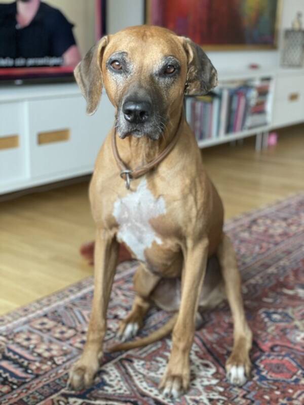 Hund - Rhodesian Ridgeback  