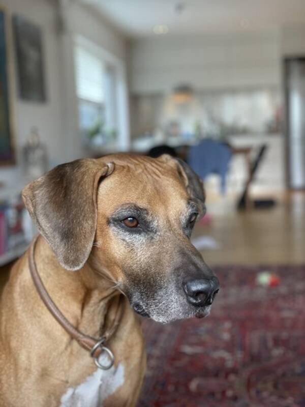 Hund - Rhodesian Ridgeback  