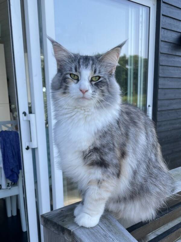 Katt - Norsk Skogkatt