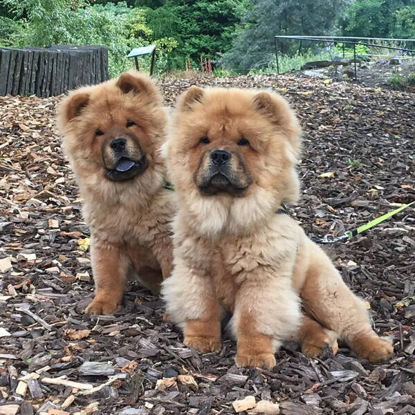 Hund - Chow Chow tvillinger 