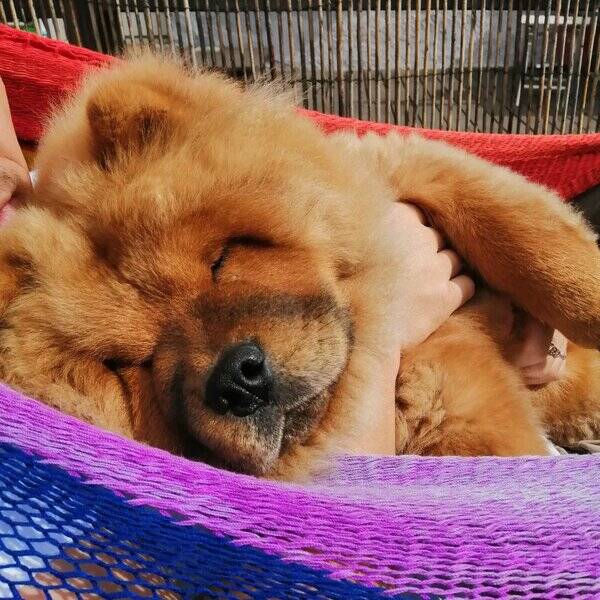 Hund - Chow Chow tvillinger 